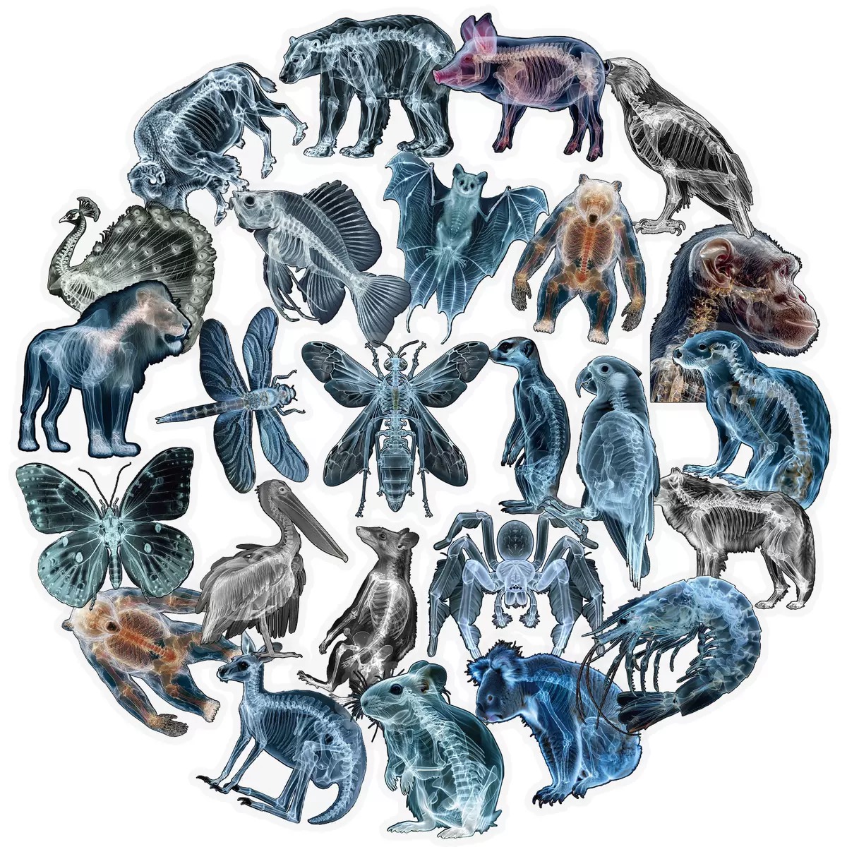 Kids Xray Toys - 10/56pcs Animal Skeleton Stickers X-ray Skeleton
