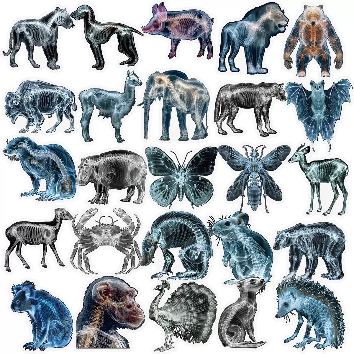10/56pcs Animal Skeleton Stick - Kids Xray Toys 评论和价格
